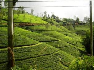 Чайные плантации и сады cпеций на Шри Ланке