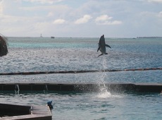 Дельфинариум на острове Муреа