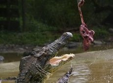 Крокодиловая ферма (Экскурсия на о. Лангкави)