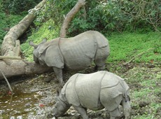 Королевский национальный парк Читван