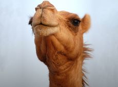 Фестиваль Верблюда (Mazayin Dhafra Camel Festival)