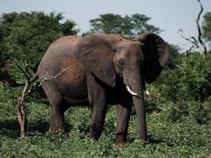 Замбийский слон