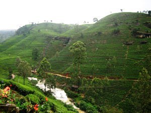 Чайные плантации и сады cпеций на Шри Ланке