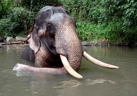 Животный мир Шри Ланки