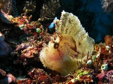 Прогулка в подводный коралловый заповедник