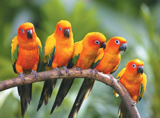 Парк птиц (из Куала Лумпур)
