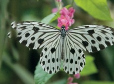 Парк бабочек (из Куала Лумпур)