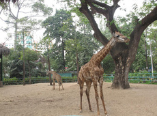 Зоопарк-Ботанический сад (Экскурсия из Хо Ши Мина)