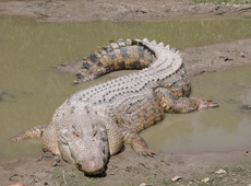 Крокодилы и специи (Crocs and spices)
