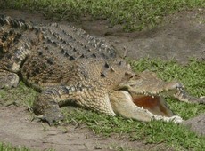 Крокодилы и специи (Crocs and spices)