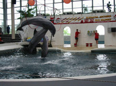 Варна - дельфинарий