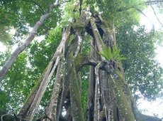 Национальный парк Уджунг Кулон