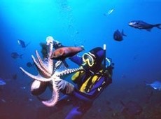 Дайвинг - подводное плаванье с аквалангом