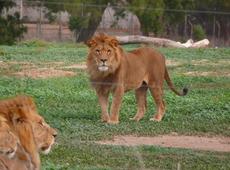 Зоопарк "Сафари" в Рамат-Гане